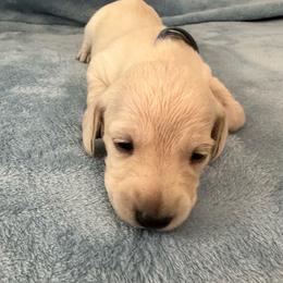 Fluff - Cream female Dachshund puppy in Memphis, Tennessee from River City Doxies