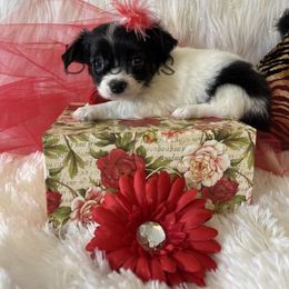 Chihuahua and Dachshund Puppies from Blue Tails Farm