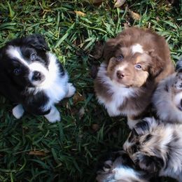 Australian Shepherd Puppies from Forte Australian Shepherds & Co.