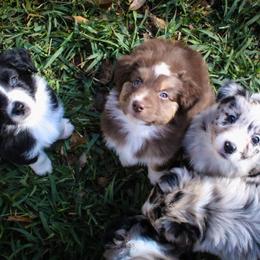 Australian Shepherd Puppies from Forte Australian Shepherds & Co.