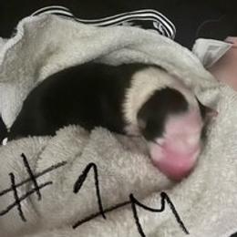 Cardigan Welsh Corgi Puppies from Katie Rogers