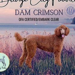 Crim - Poodle