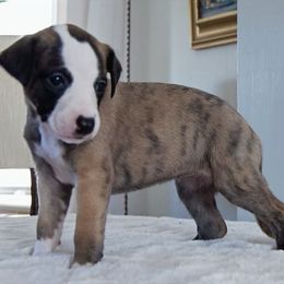 Agamenticus - Red brindle Whippet puppy in North New Portland, Maine from Aiukli Whippets