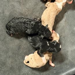 Australian Mountain Doodle puppies from Jeanie’s Doodles
