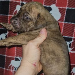 Tumeric - Chocolate brindle male Great Dane puppy in Biscoe, North Carolina from Clouser's Bodacious Danes