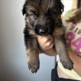 AKC Black - Black and red male German Shepherd puppy in Chico, California from Bidwell Knight Shepherds