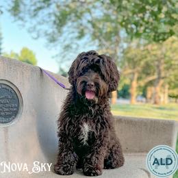 Nova - Australian Labradoodle