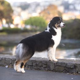 Meeka - Australian Shepherd