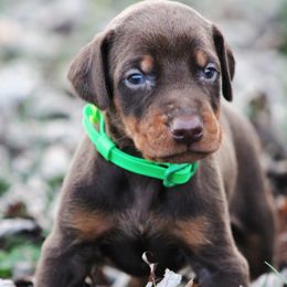 Frank - Red and rust male Doberman Pinscher puppy in Winchester, Ohio from 32 Farms