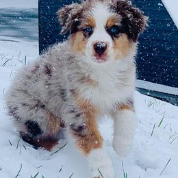 Australian Shepherd Puppies from Thousand Hills Australian Shepherds