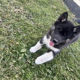 Nirmala - Black and white female Siberian Husky puppy in Canton, Ohio from Bleu Skies Siberian Huskies
