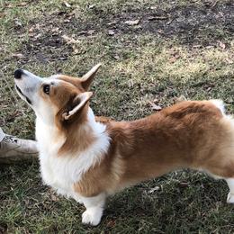 Pembroke Welsh Corgi Puppies from Silver Mae Kennel