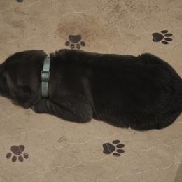 Grit - Wolfgray male Spanish Mastiff puppy in Prosperity, Pennsylvania from Prosperity Guardians