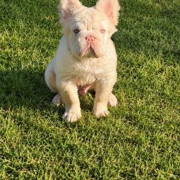 Snowy - Cream male French Bulldog puppy in Tulsa, Oklahoma from EvergreenEliteKennel