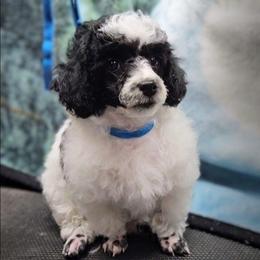 Cookie - Parti male Poodle puppy in Clatskanie, Oregon from Country Cottage Poodles