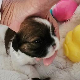 Opal - Silver gold and white female Shih Tzu puppy in Fallon, Nevada from Grandma Ts Precious Puppies