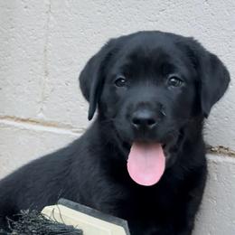 Boy 2 - Black male Labrador Retriever puppy in Wilson’s, Virginia from Cedar Hill Farm Labradors