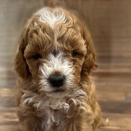 Cockapoos from Argabright Pups