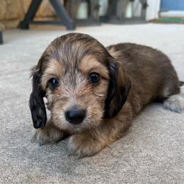 Sterling - Cream male Dachshund puppy in Edmond, Oklahoma from Mini Browne Dachshunds
