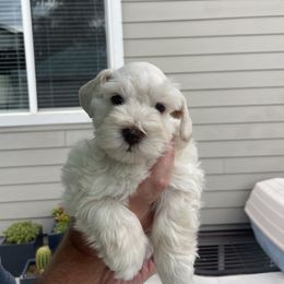 Miniature Schnauzer Puppies from Mountain Point Schnauzers