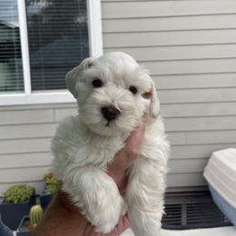 Miniature Schnauzer Puppies from Mountain Point Schnauzers