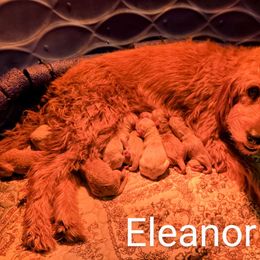 Girl 7 - Cream female Goldendoodle puppy in Red Oak, Iowa from Fisher Pups-Stay Golden with a Doodle