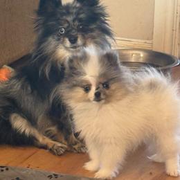 Storm - Blue merle male Pomeranian puppy in Edmond, Oklahoma from My Sun & Moon Poms