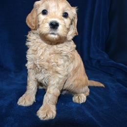 Wookie - Apricot female Goldendoodle puppy in Jasper, Indiana from Hilltop Pups LLC
