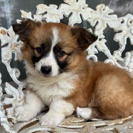 Apollo (fluffy) - Red and white male American Corgi puppy in East Oakdale, California from Rhettro Kennels