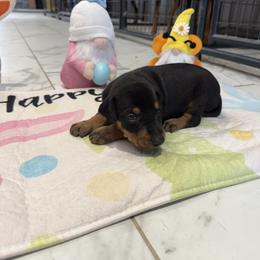 Boy 1 - Black and rust male Doberman Pinscher puppy in Elgin, Texas from New Horizons Kennels
