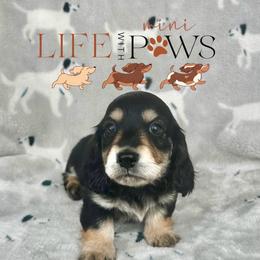 Buddy (green) - Black male Dachshund puppy in Palm Bay, Florida from Life With Mini Paws