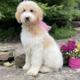 Izzie - Parti female Goldendoodle puppy in Lisbon, Ohio from Willow Lane Doodles