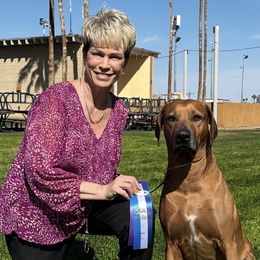 Moses - Rhodesian Ridgeback