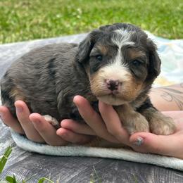 Blair - Blue merle female Bernedoodle puppy in Moulton, Iowa from Shondel Puppy Paws