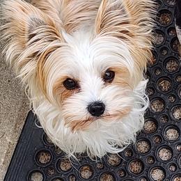 Tallie - Yorkshire Terrier