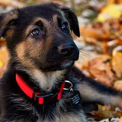 German Shepherds from Kaeginart's GSD