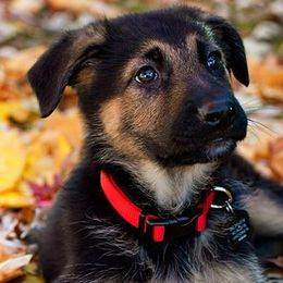 German Shepherds from Kaeginart's GSD
