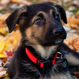 German Shepherds from Kaeginart's GSD