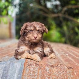 Oops - Red phantom male Aussiedoodle puppy in Centreville, Mississippi from Trin's Designer Doodles