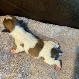 Male 1 - White and sable male Papillon puppy in Peoria, Illinois from Sass*A*Frass Papillons