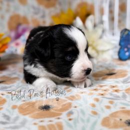 Cuddles - Black tri female Toy Australian Shepherd puppy in Liberty Hill, Texas from Pistol Paws Aussies