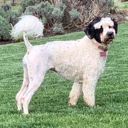 Leaf - Portuguese Water Dog