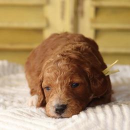 Girl 2 - Red female Irish Doodle puppy in Mouth Of Wilson, Virginia from HoneyBunn Doodle Co.