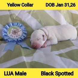 LUA BLACK SPOT BOY - White and black male Dalmatian puppy in Perry, Michigan from Mid-Michigan Dalmatians