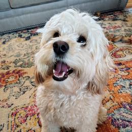 Gwynnie - Apricot female Cavapoo puppy in Mansfield, Ohio from Oasis Cavapoos
