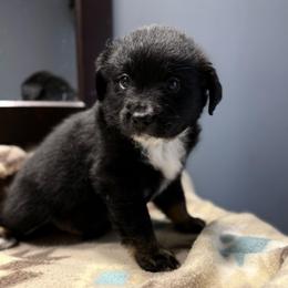 Gray - Black tri male Miniature Australian Shepherd puppy in Bartow, Florida from Peace Creek Aussies