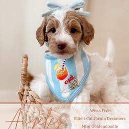 Angel - Parti female Goldendoodle puppy in California City, California from Summer Sun Doodles