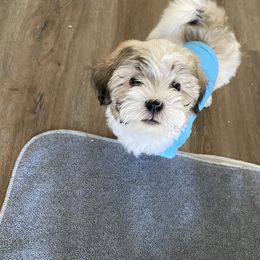 Maltipoo Puppies from A Batch of Cookie’s