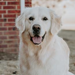Ava - Golden Retriever