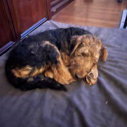 Girl 3 - female Airedale Terrier puppy in Lodi, California from Zinful Airedales